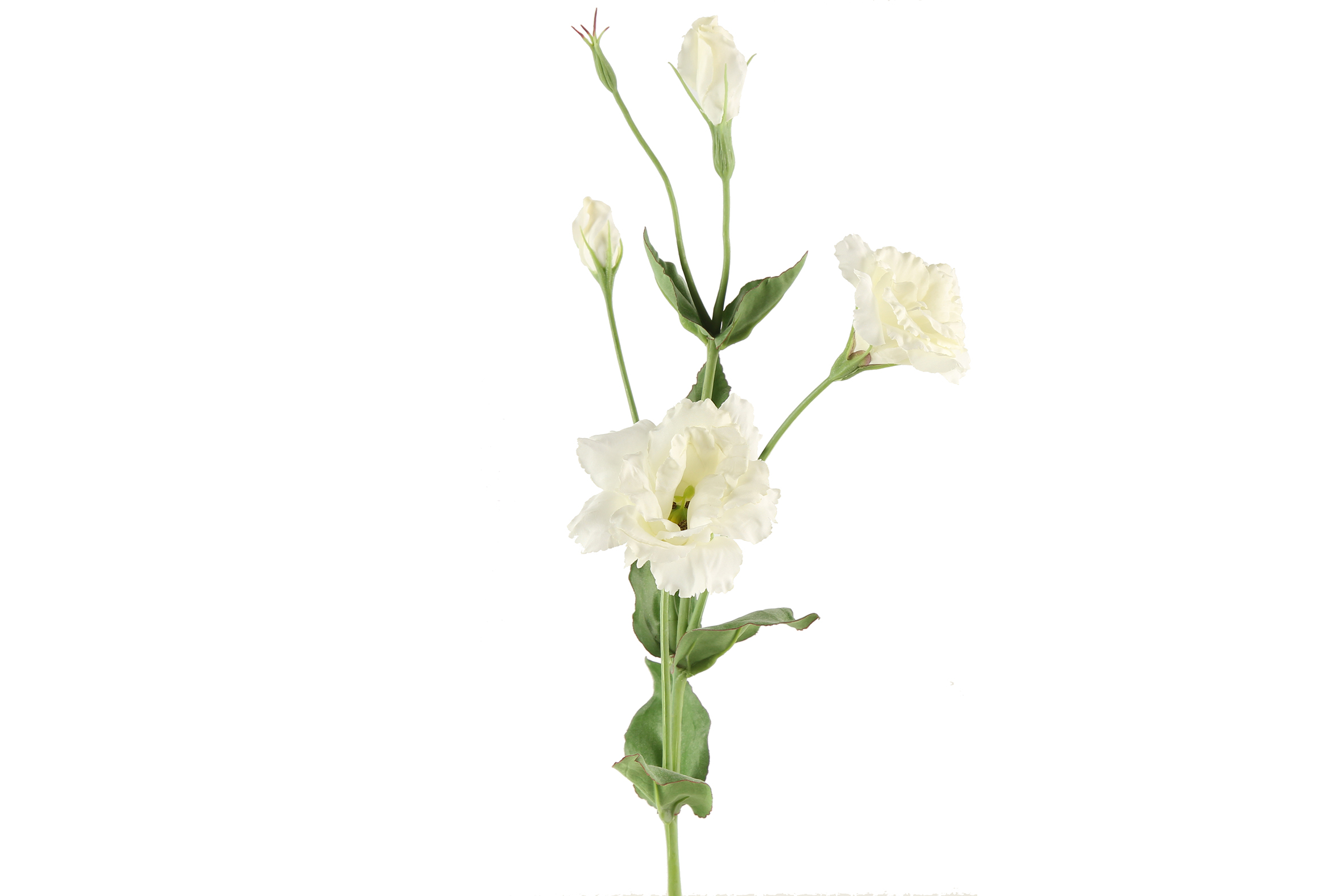 Art Flower Lisianthus White Gift