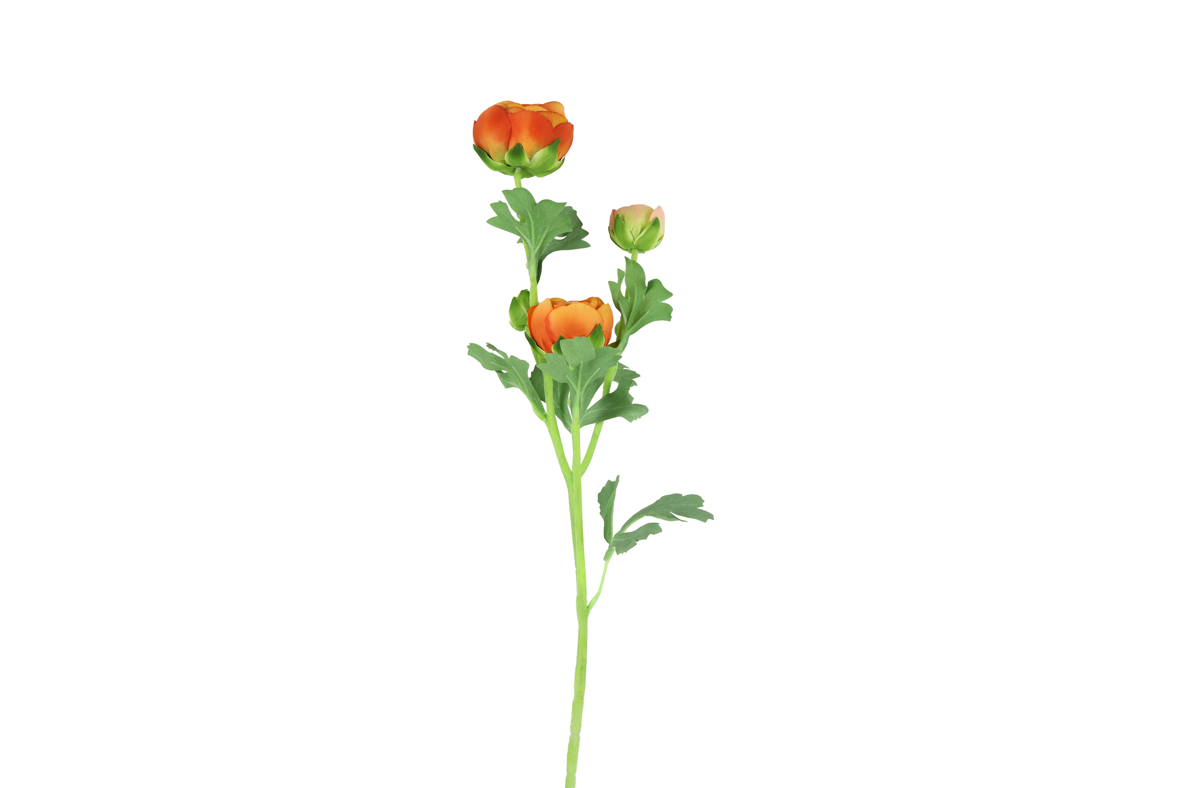 Art Flower Ranunculus L Orange Gift
