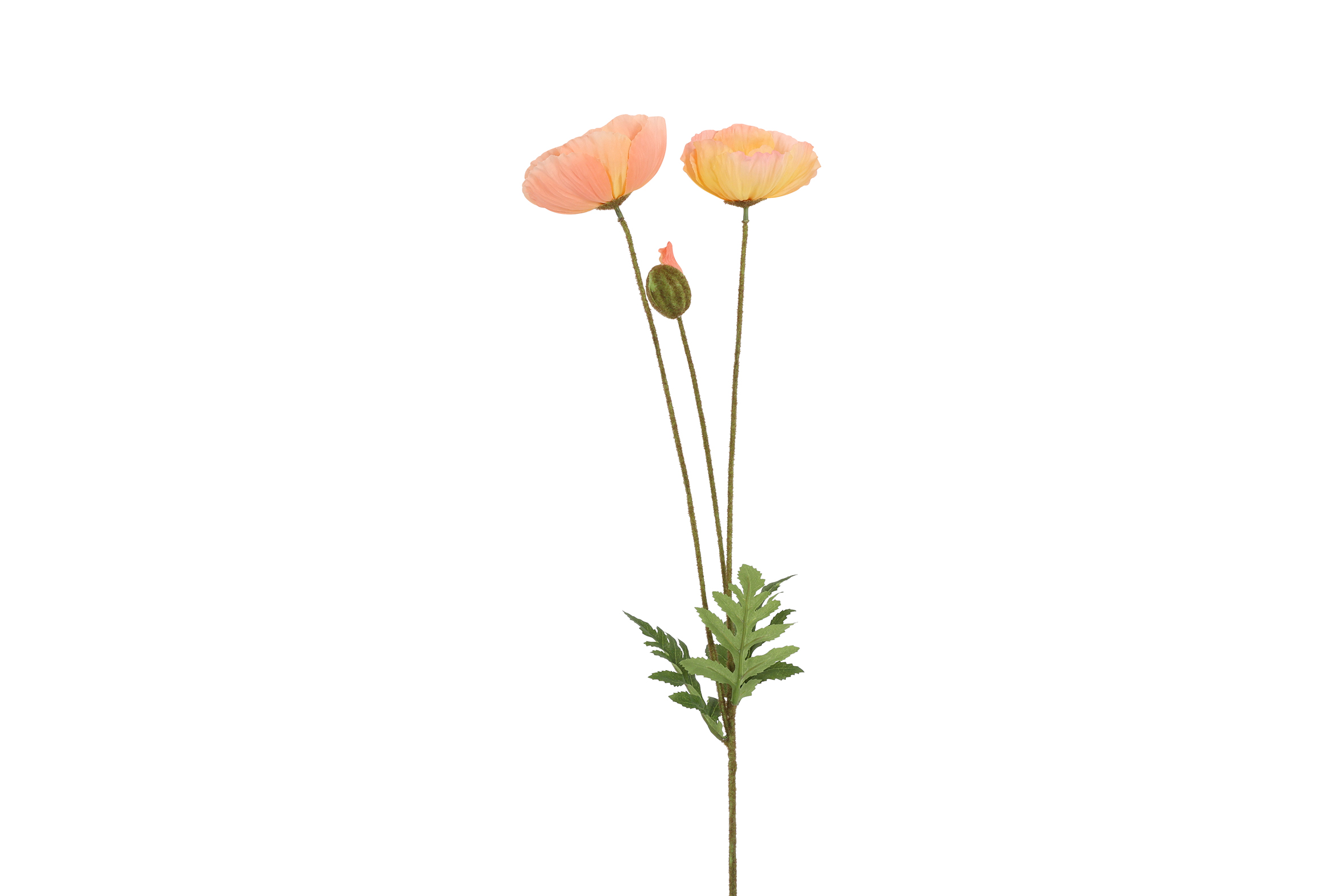 Art Flower Papaver Pink Gift