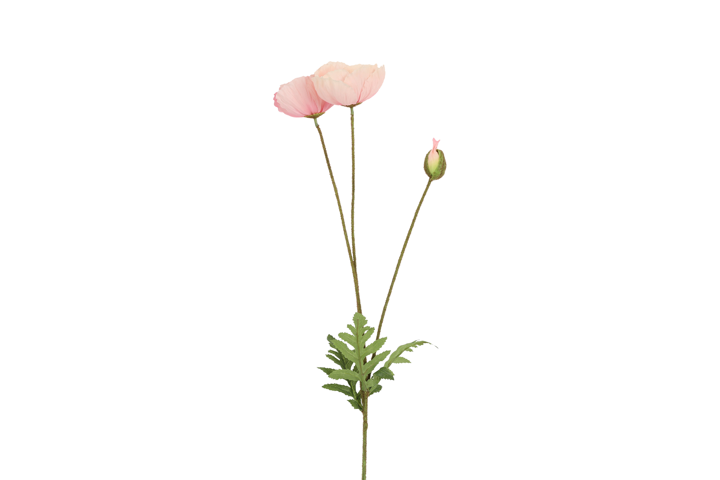 Art Flower Papaver D.pink Gift
