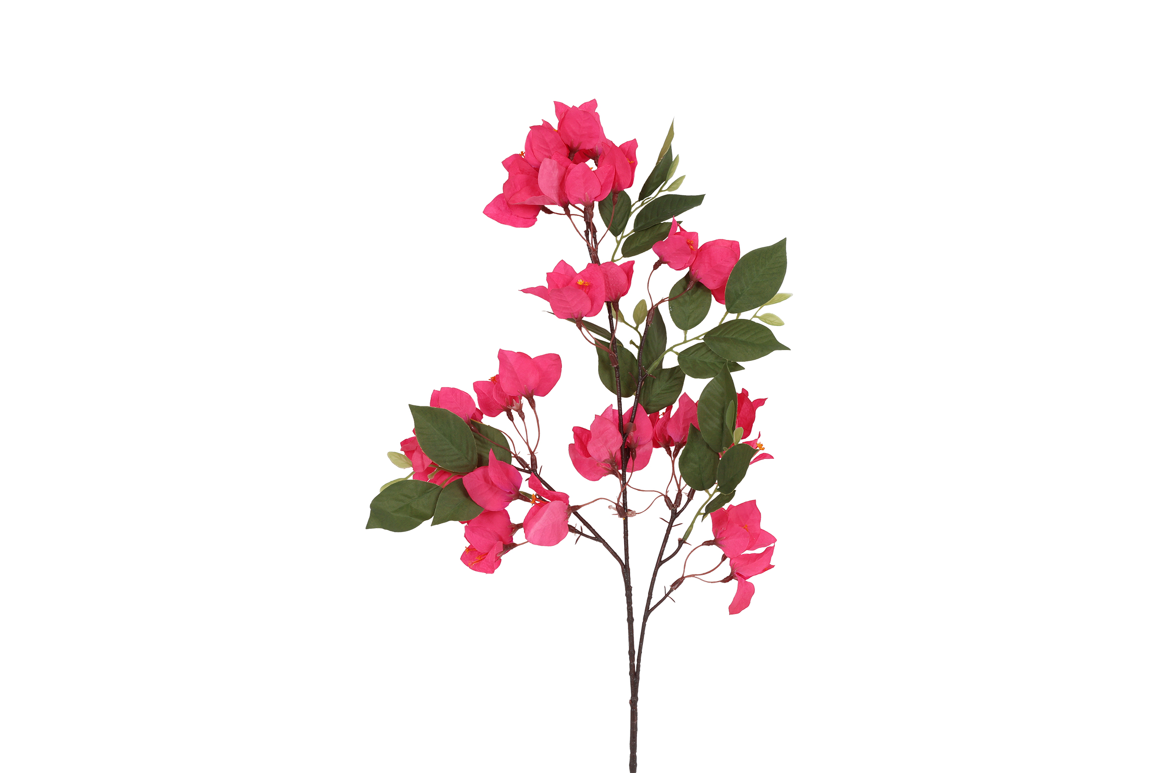 Art Flower Bougainvillea Red Gift