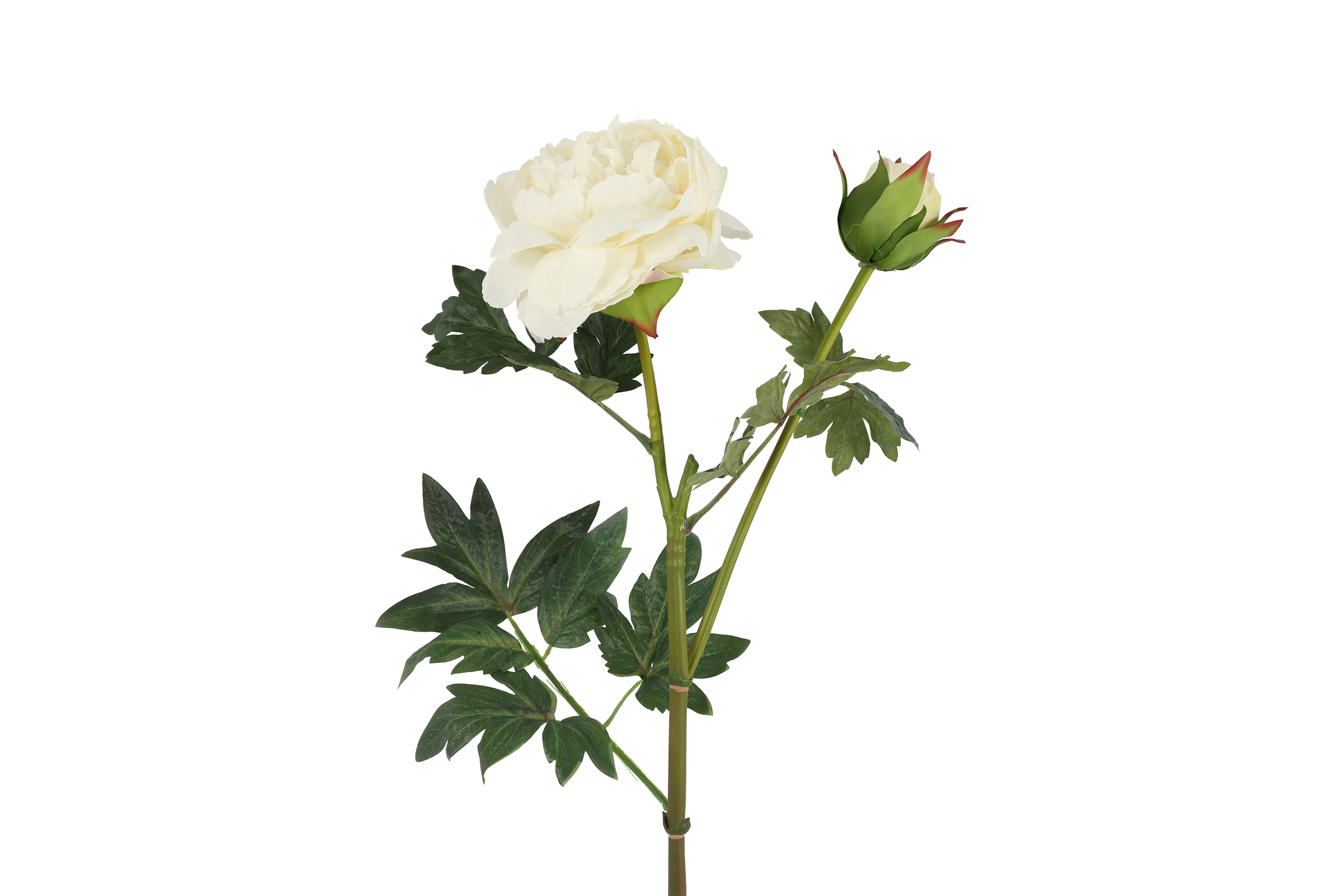Art Flower Paeonia D Parks White Gift