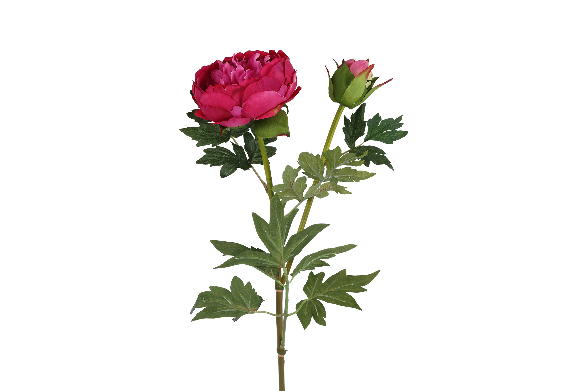 Art Flower Paeonia D Parks D.pink Gift