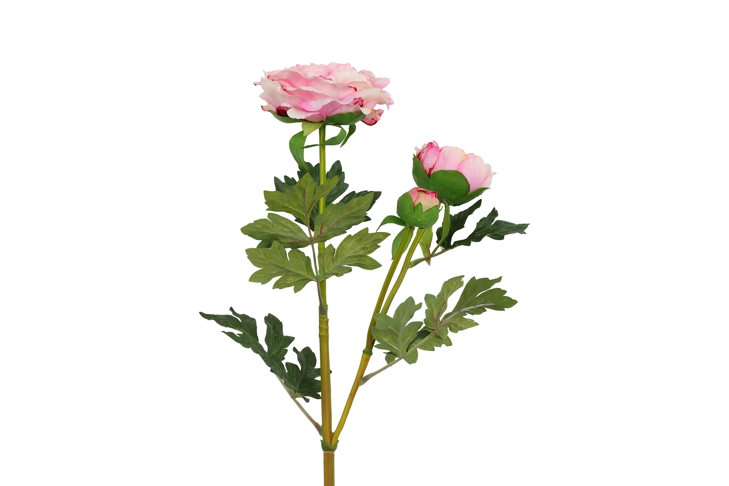 Art Flower Paeonia Lactiflora Pink Gift